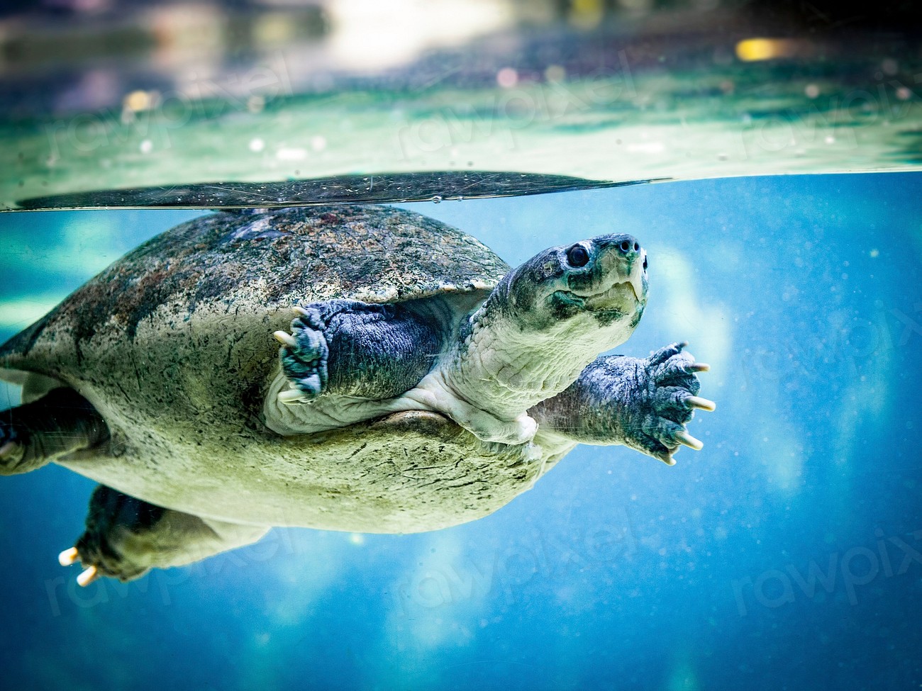 Northern river terrapin turtle swimming